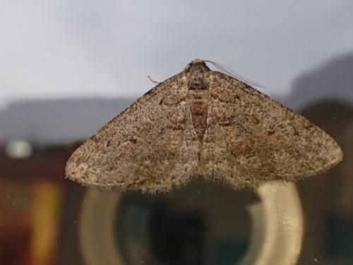 Agriopis bajaria